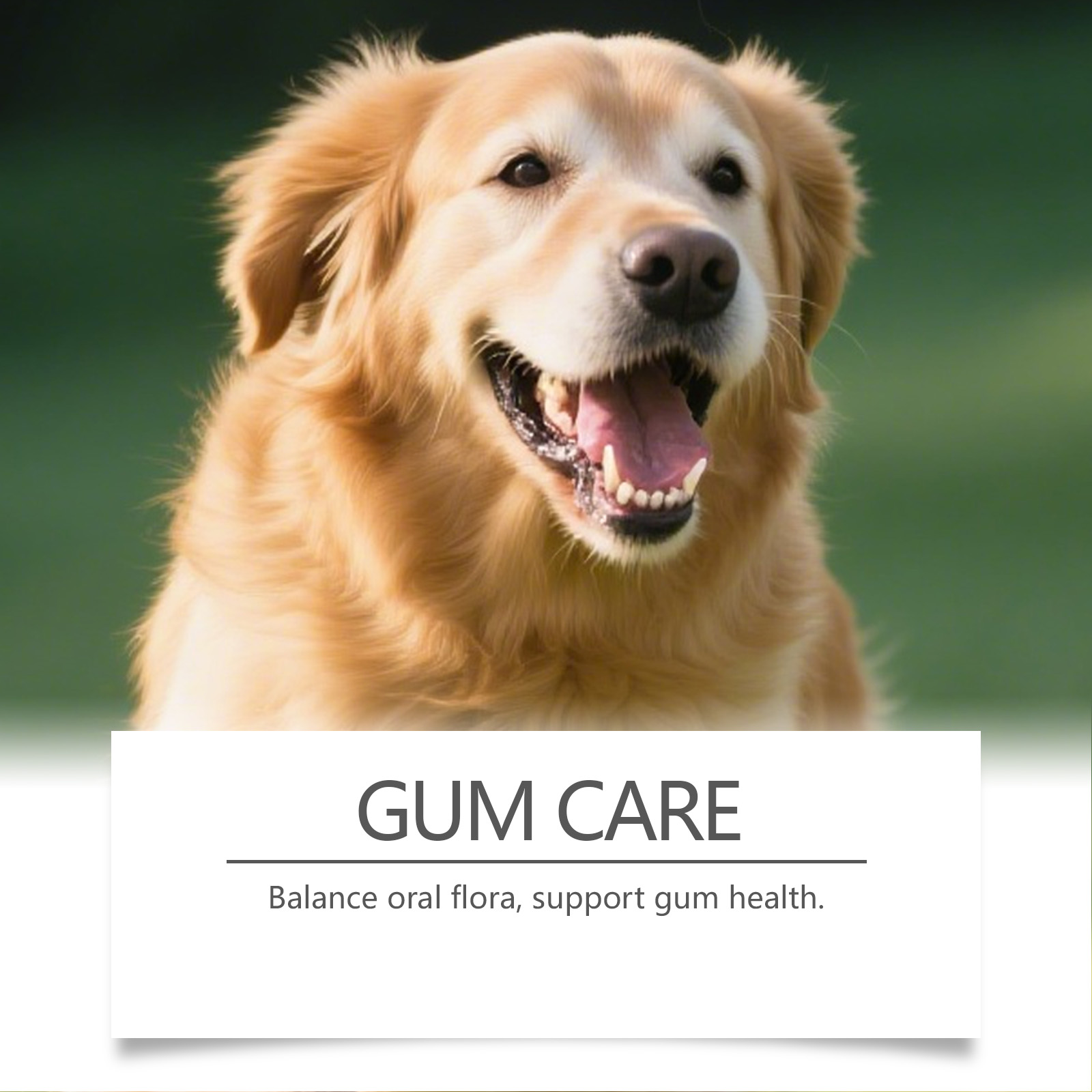 Dog Dental Care Powder Cat Bre - đánh giá và giá Teeth Whitening Powder